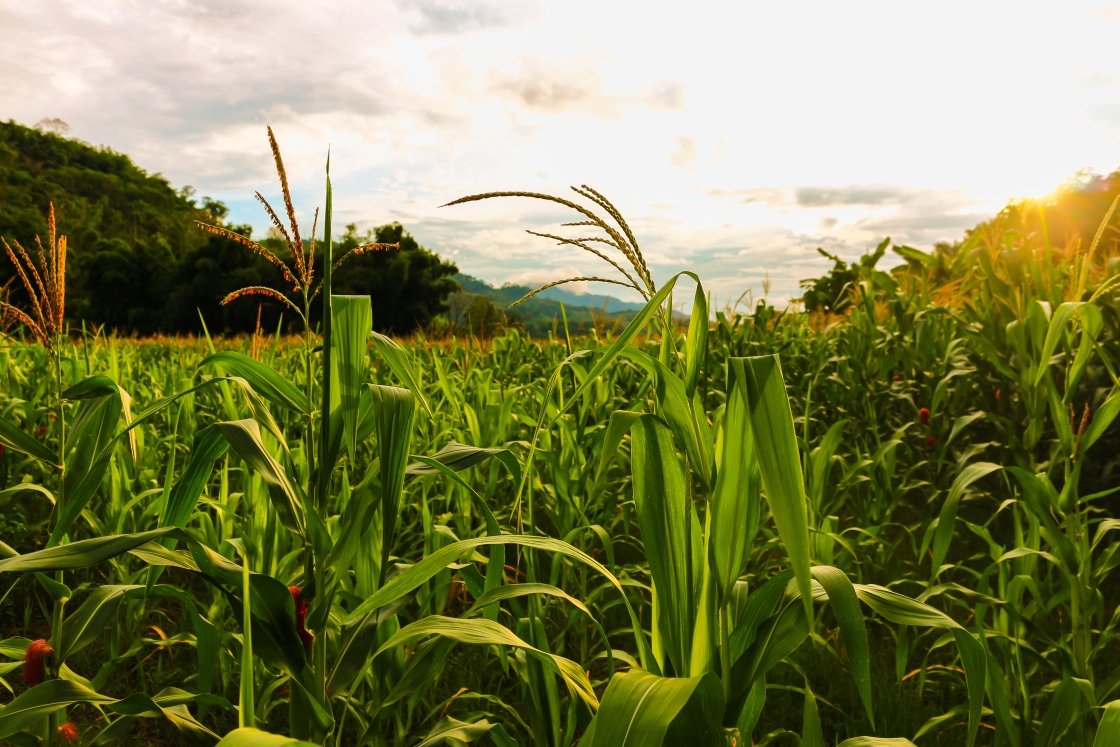 corn field