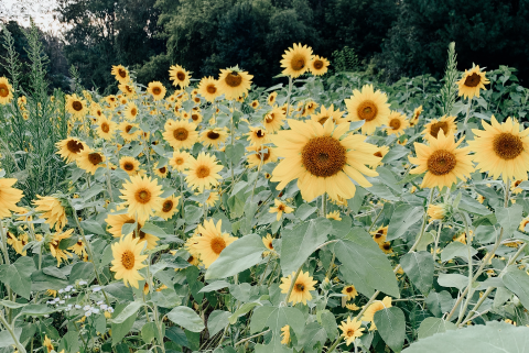 Sunflower field