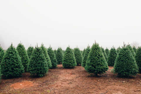 Christmas Tree Farm